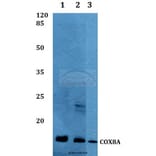 Anti-COX8A Antibody from Bioworld Technology (BS60289) - Antibodies.com