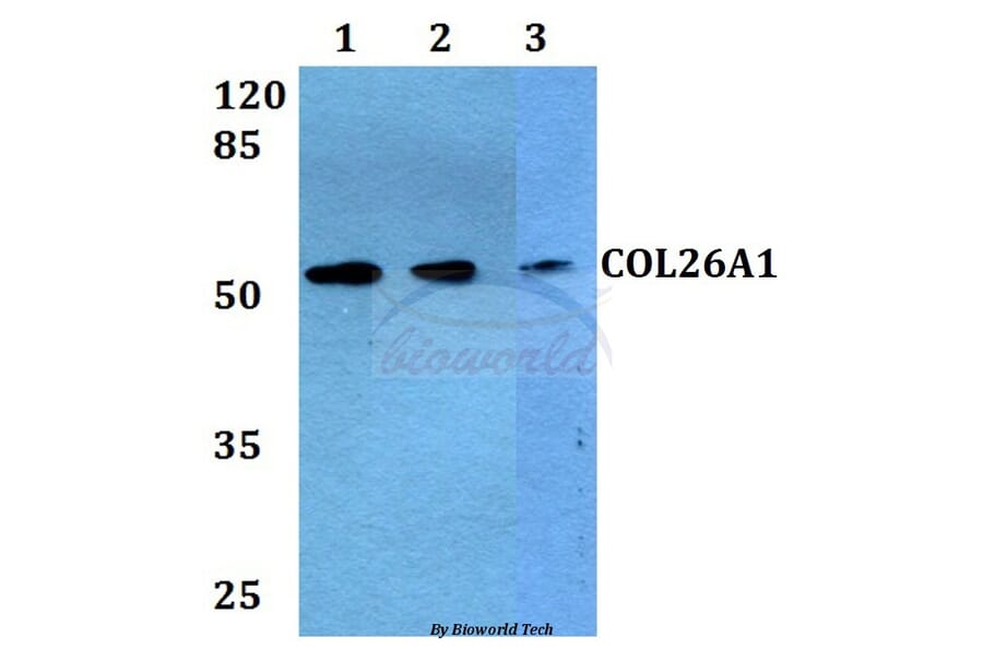 Anti-COL26A1 Antibody from Bioworld Technology (BS60291) - Antibodies.com