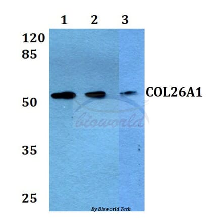Anti-COL26A1 Antibody from Bioworld Technology (BS60291) - Antibodies.com
