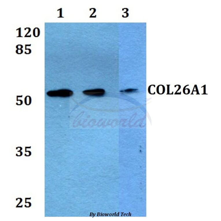 Anti-COL26A1 Antibody from Bioworld Technology (BS60291) - Antibodies.com