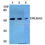 Anti-COL26A1 Antibody from Bioworld Technology (BS60291) - Antibodies.com