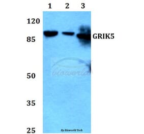 Anti-GRIK5 Antibody from Bioworld Technology (BS60292) - Antibodies.com