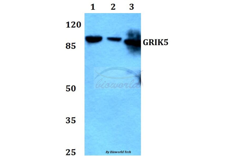 Anti-GRIK5 Antibody from Bioworld Technology (BS60292) - Antibodies.com