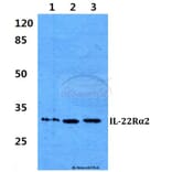 Anti-IL-22Rα2 Antibody from Bioworld Technology (BS60293) - Antibodies.com