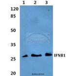 Anti-IFNB1 Antibody from Bioworld Technology (BS60295) - Antibodies.com