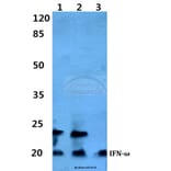 Anti-IFN-ω Antibody from Bioworld Technology (BS60296) - Antibodies.com