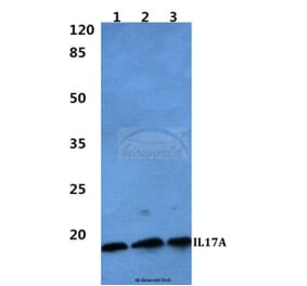 Anti-IL17A Antibody from Bioworld Technology (BS60297) - Antibodies.com