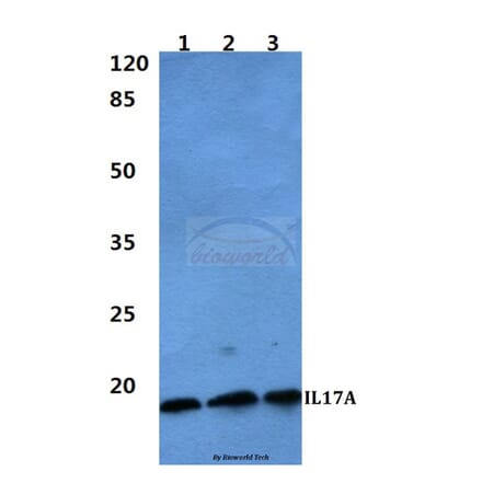 Anti-IL17A Antibody from Bioworld Technology (BS60297) - Antibodies.com