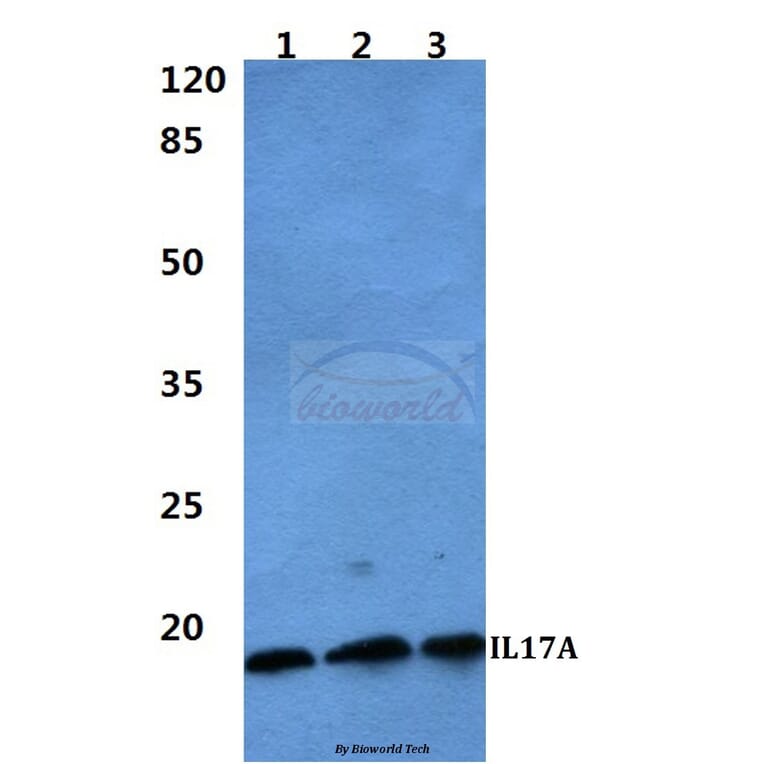 Anti-IL17A Antibody from Bioworld Technology (BS60297) - Antibodies.com
