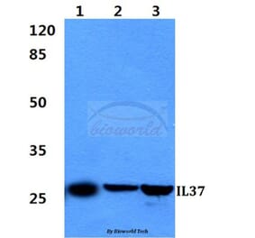 Anti-IL37 Antibody from Bioworld Technology (BS60298) - Antibodies.com