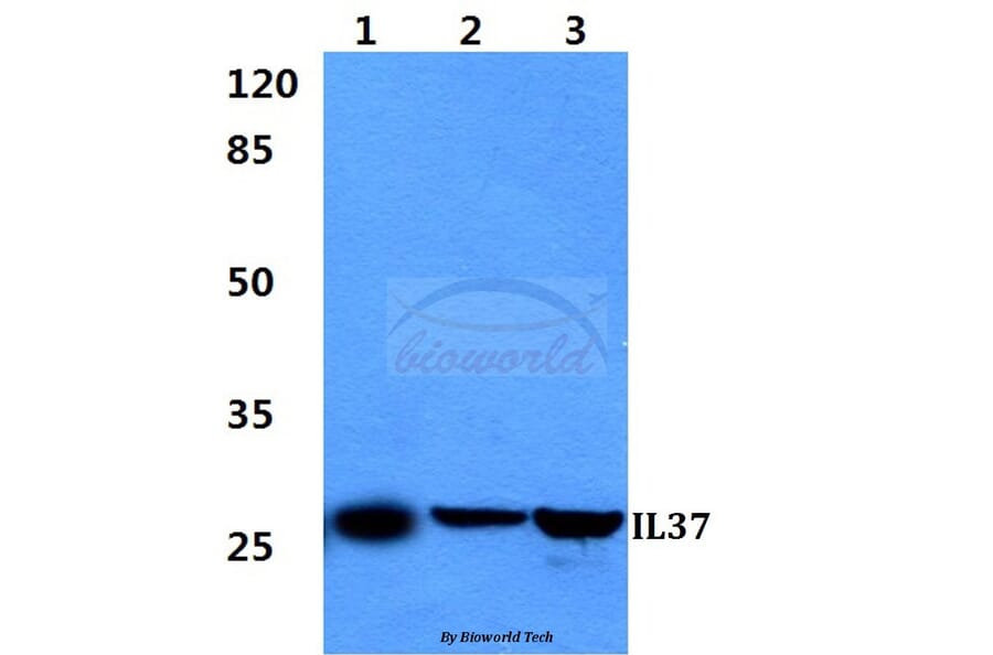 Anti-IL37 Antibody from Bioworld Technology (BS60298) - Antibodies.com