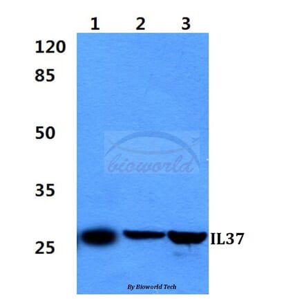Anti-IL37 Antibody from Bioworld Technology (BS60298) - Antibodies.com