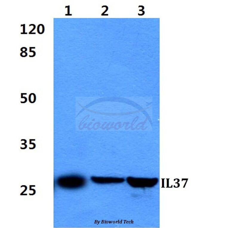 Anti-IL37 Antibody from Bioworld Technology (BS60298) - Antibodies.com