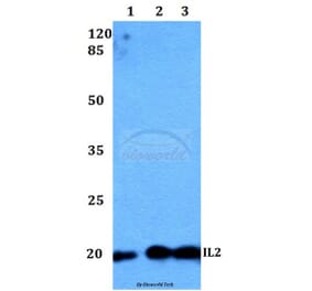 Anti-IL2 Antibody from Bioworld Technology (BS60299) - Antibodies.com