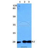Anti-IL2 Antibody from Bioworld Technology (BS60299) - Antibodies.com