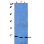 Anti-IL-5 Antibody from Bioworld Technology (BS60300) - Antibodies.com