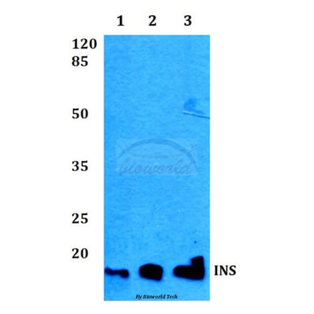 Anti-Insulin Antibody from Bioworld Technology (BS60301) - Antibodies.com
