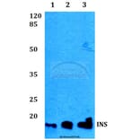 Anti-Insulin Antibody from Bioworld Technology (BS60301) - Antibodies.com