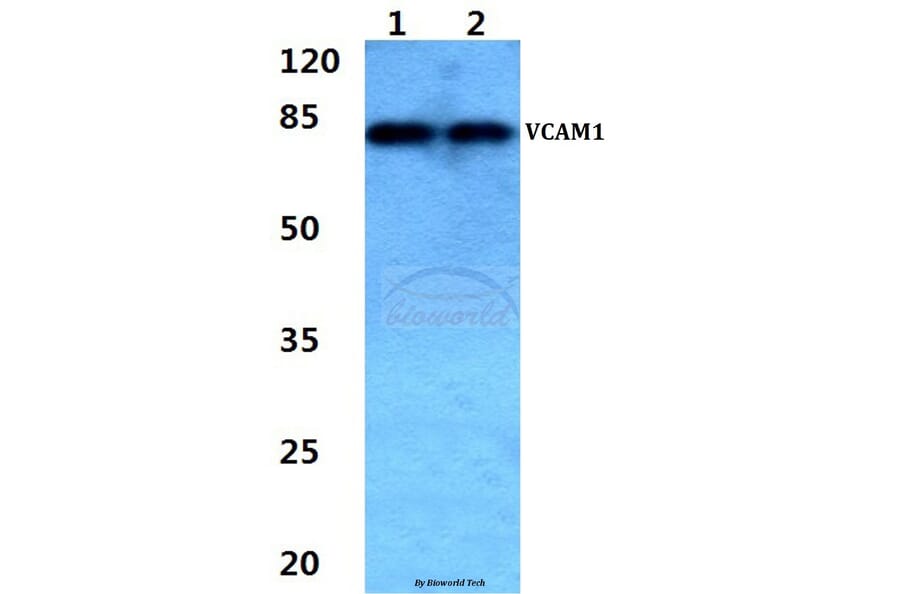 Anti-VCAM1 Antibody from Bioworld Technology (BS60303) - Antibodies.com