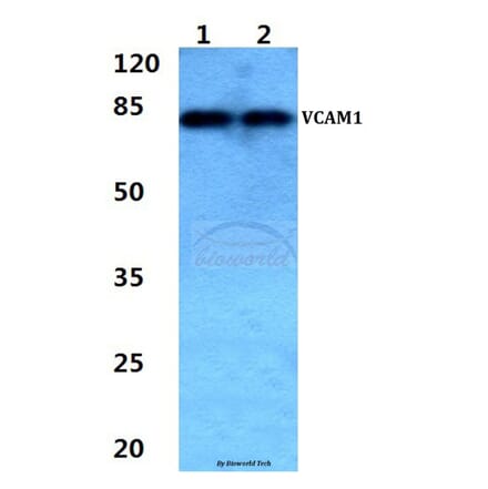 Anti-VCAM1 Antibody from Bioworld Technology (BS60303) - Antibodies.com