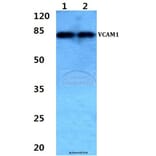 Anti-VCAM1 Antibody from Bioworld Technology (BS60303) - Antibodies.com