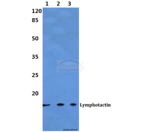 Anti-Lymphotactin Antibody from Bioworld Technology (BS60304) - Antibodies.com