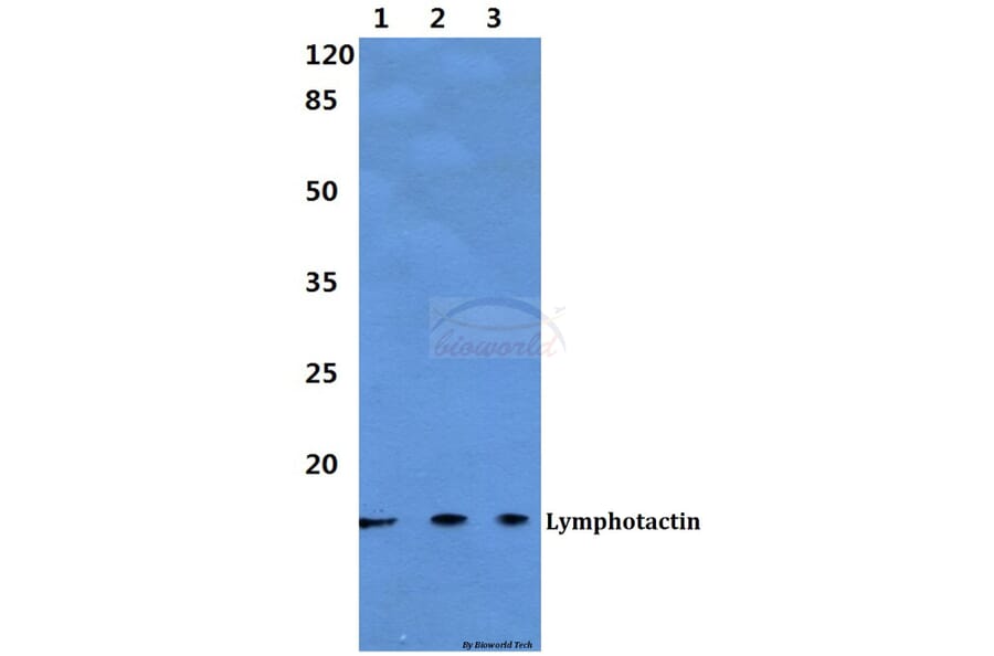Anti-Lymphotactin Antibody from Bioworld Technology (BS60304) - Antibodies.com