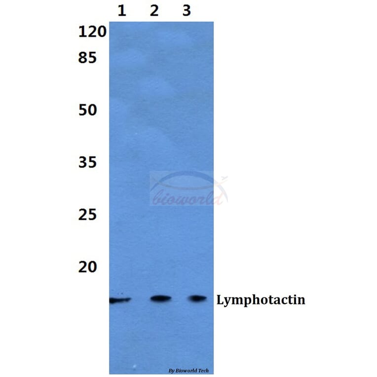 Anti-Lymphotactin Antibody from Bioworld Technology (BS60304) - Antibodies.com
