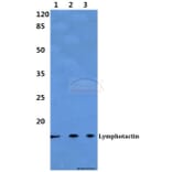 Anti-Lymphotactin Antibody from Bioworld Technology (BS60304) - Antibodies.com