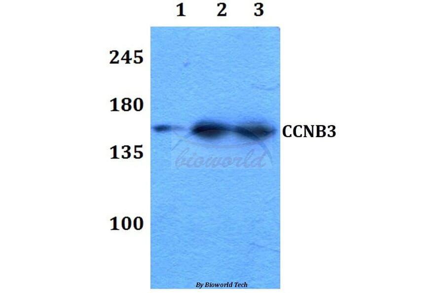 Anti-Cyclin B3 Antibody from Bioworld Technology (BS60305) - Antibodies.com