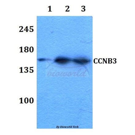 Anti-Cyclin B3 Antibody from Bioworld Technology (BS60305) - Antibodies.com