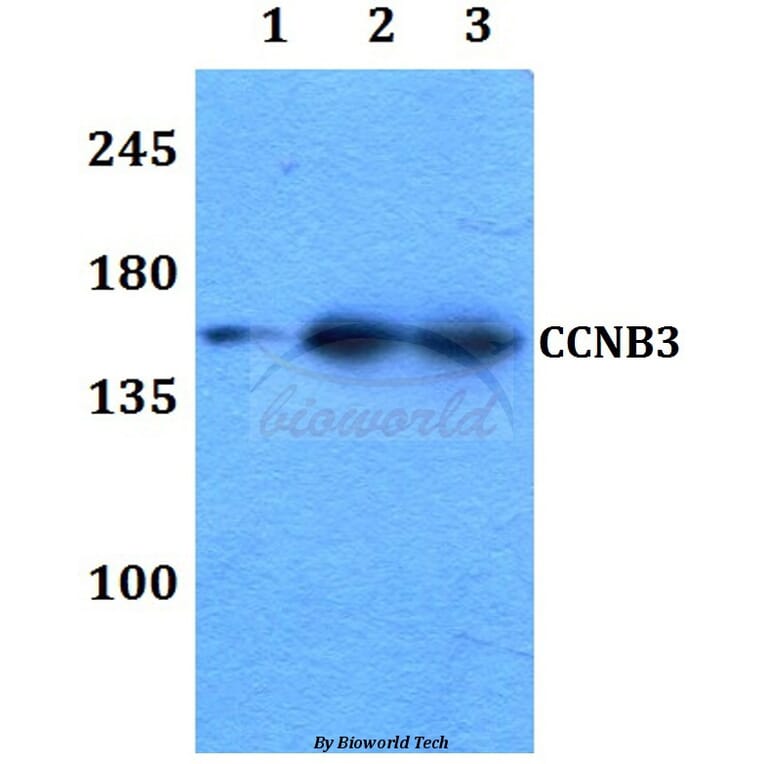 Anti-Cyclin B3 Antibody from Bioworld Technology (BS60305) - Antibodies.com