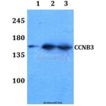 Anti-Cyclin B3 Antibody from Bioworld Technology (BS60305) - Antibodies.com