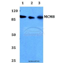 Anti-MCM8 Antibody from Bioworld Technology (BS60306) - Antibodies.com