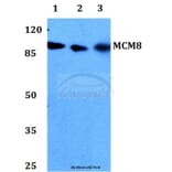 Anti-MCM8 Antibody from Bioworld Technology (BS60306) - Antibodies.com