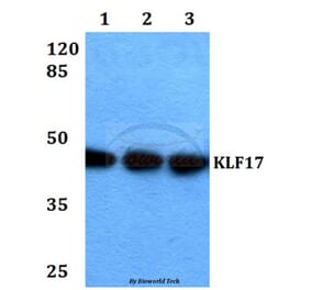 Anti-KLF17 Antibody from Bioworld Technology (BS60308) - Antibodies.com