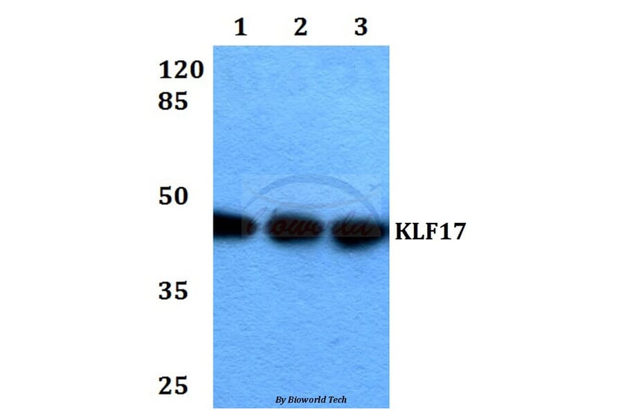 Anti-KLF17 Antibody from Bioworld Technology (BS60308) - Antibodies.com