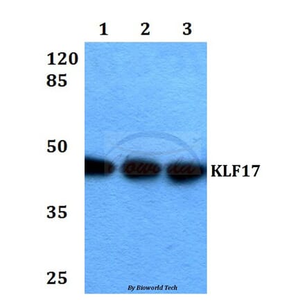 Anti-KLF17 Antibody from Bioworld Technology (BS60308) - Antibodies.com