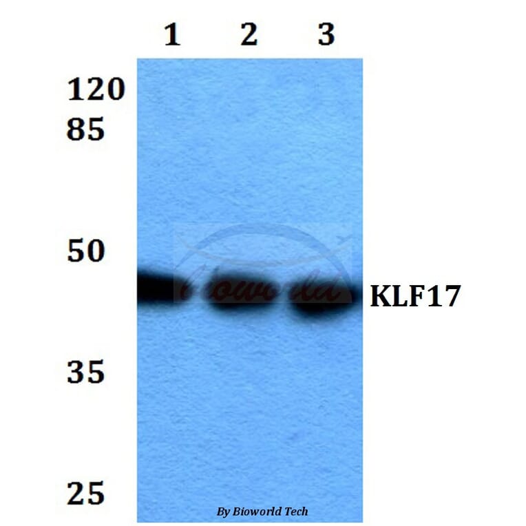 Anti-KLF17 Antibody from Bioworld Technology (BS60308) - Antibodies.com