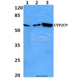 Anti-CYP2C9 Antibody from Bioworld Technology (BS60309) - Antibodies.com