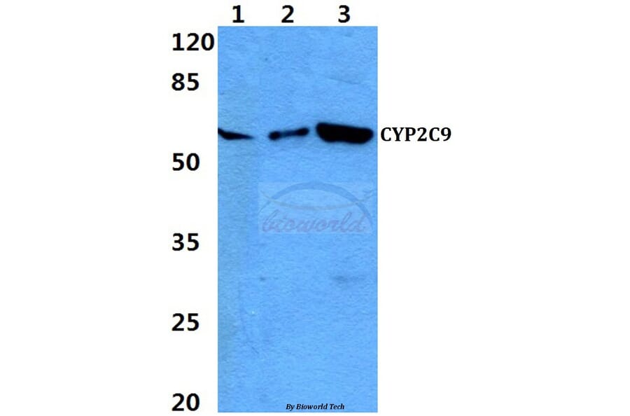 Anti-CYP2C9 Antibody from Bioworld Technology (BS60309) - Antibodies.com