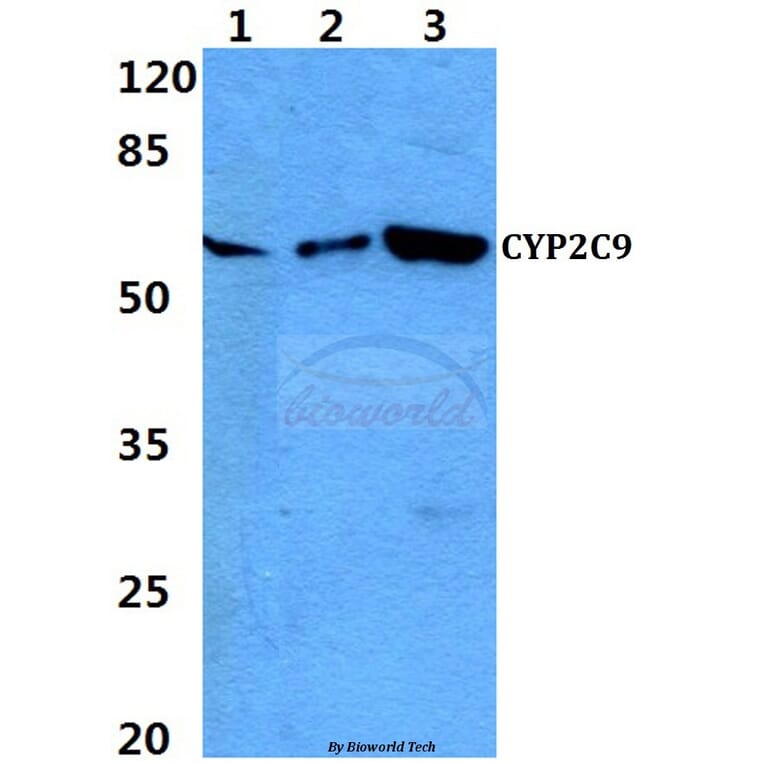 Anti-CYP2C9 Antibody from Bioworld Technology (BS60309) - Antibodies.com