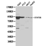 Anti-Stat5b Antibody from Bioworld Technology (BS6031) - Antibodies.com