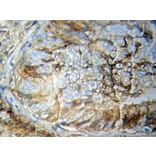 Anti-Stat5b Antibody from Bioworld Technology (BS6031) - Antibodies.com