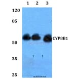 Anti-CYP8B1 Antibody from Bioworld Technology (BS60310) - Antibodies.com