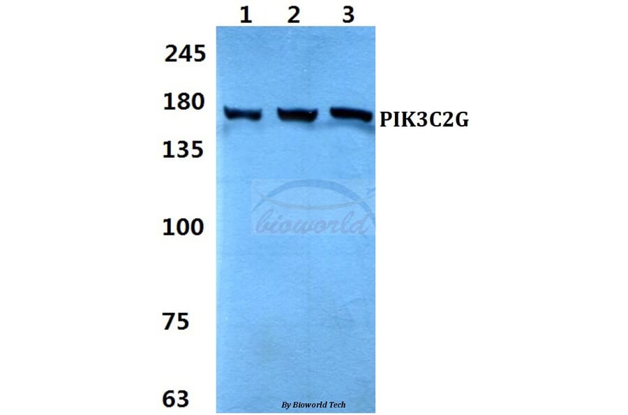 Anti-PIK3C2G Antibody from Bioworld Technology (BS60313) - Antibodies.com