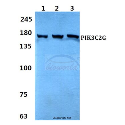 Anti-PIK3C2G Antibody from Bioworld Technology (BS60313) - Antibodies.com