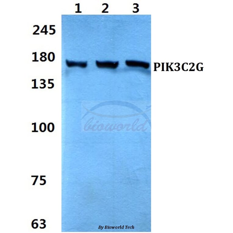 Anti-PIK3C2G Antibody from Bioworld Technology (BS60313) - Antibodies.com