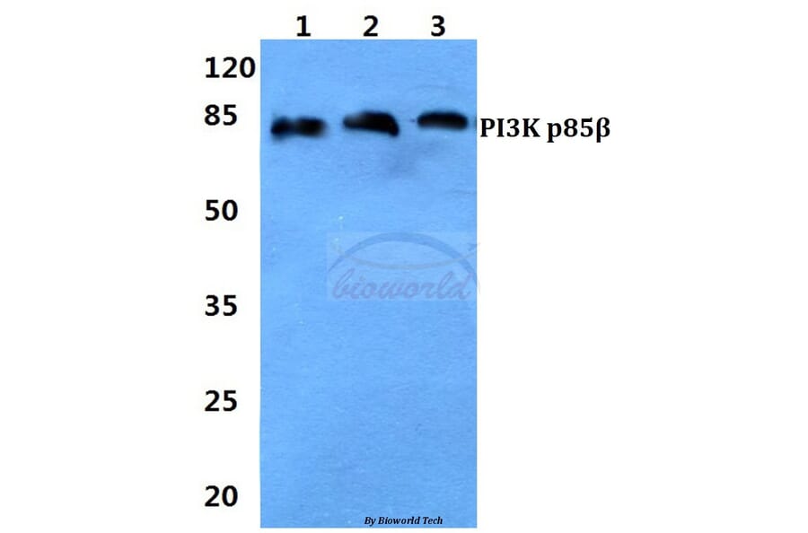 Anti-PI3K p85β Antibody from Bioworld Technology (BS60314) - Antibodies.com