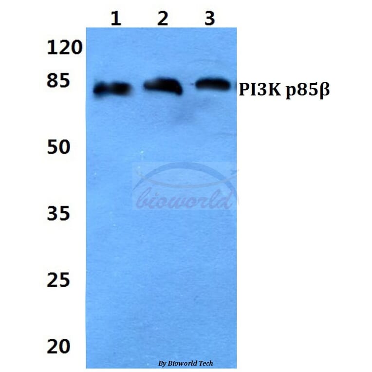 Anti-PI3K p85β Antibody from Bioworld Technology (BS60314) - Antibodies.com